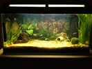 aquarium-von-alex-kolb-becken-22308_Front