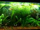 aquarium-von-thorsten-hoeh--becken-22321_Bild 1