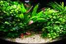 aquarium-von-mel%26marc-anubia-hills_Beckenansicht Januar 2012