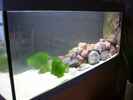 aquarium-von-thomas-sass-malawibecken-540-l_Malawibecken 540 L