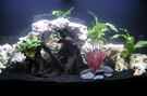 aquarium-von-marion-ptock-1.-aquarium-%28malawi%29_Vorderansicht