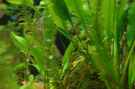 aquarium-von-marciii1985-zur-feuchten-flosse_