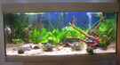 aquarium-von-muia-stefan%C2%B4s--aqua_Front