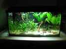 aquarium-von-nilsi-nessi-artbecken---aspidoras-pauciradiatus_