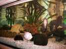 aquarium-von-fischmutti-becken-22424_wild wild america