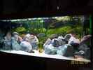aquarium-von-47-malawi-malawie-rock%C2%B4s_Mbunas Rocks