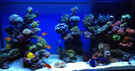 aquarium-von-schwing-schwings-reef_