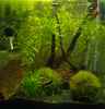 aquarium-von-algernon-tranquillitas-pugnatoris_