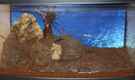 aquarium-von-southamerica-project-red-fire_linke Seite dekoriert