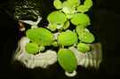 aquarium-von-southamerica-project-red-fire_Pistia stratiotes