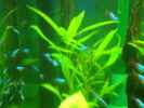 aquarium-von-andreas45-becken-22510_