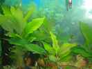 aquarium-von-andreas45-becken-22510_