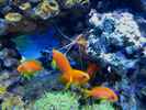 aquarium-von-malawigo-big-one_