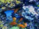 aquarium-von-malawigo-big-one_