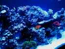 aquarium-von-malawigo-big-one_Gold coast