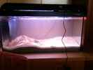 aquarium-von-exotist-my-little-brachygobius-doriae_Nach dem Befüllen (am nächsten Tag)