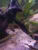 aquarium-von-exotist-my-little-brachygobius-doriae_