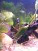 aquarium-von-exotist-my-little-brachygobius-doriae_Am Abhängen