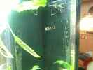 aquarium-von-exotist-my-little-brachygobius-doriae_Nummer Zwei (im alten Becken)