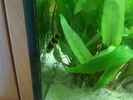 aquarium-von-exotist-my-little-brachygobius-doriae_Nummer eins (im alten Becken)