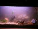 aquarium-von-exotist-my-little-brachygobius-doriae_mit Pflanzen