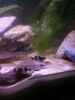 aquarium-von-exotist-my-little-brachygobius-doriae_Der Herr im Haus