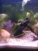 aquarium-von-exotist-my-little-brachygobius-doriae_die Wurzel.. im Hintergrund ein Tontopf