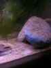 aquarium-von-exotist-my-little-brachygobius-doriae_momentan die begehrteste Höhle ;D