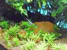 aquarium-von-guppy62-the-green-dream_Rote Jaspis als Geröllfeld