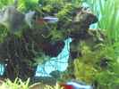 aquarium-von-guppy62-the-green-dream_Dekowurzel mit Lochstein