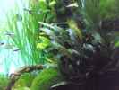 aquarium-von-guppy62-the-green-dream_