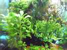 aquarium-von-guppy62-the-green-dream_