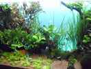 aquarium-von-guppy62-the-green-dream_dito
