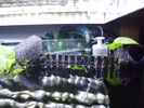 aquarium-von-guppy62-the-green-dream_Geteilter HMF mit Oberflächenabzug und Wasserstandsfühler