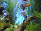 aquarium-von-guppy62-the-green-dream_Mealtime und Fresshektik