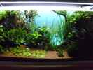 aquarium-von-guppy62-the-green-dream_Mit blauem Hintergrund