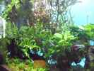 aquarium-von-guppy62-the-green-dream_