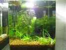 aquarium-von-dirk-tomhorst-becken-3497_aktuell 22.02.2012