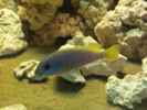 aquarium-von-ibozkurt-juwel-trigon-350-eck-aq_