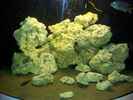 aquarium-von-ibozkurt-juwel-trigon-350-eck-aq_