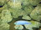 aquarium-von-ibozkurt-juwel-trigon-350-eck-aq_