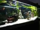 aquarium-von-jennifer-clee-becken-9198_