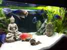 aquarium-von-jennifer-clee-becken-9198_