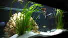 aquarium-von-jennifer-clee-becken-9198_