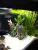 aquarium-von-jennifer-clee-becken-9198_Ich bin Buddhistisch inspiriert :)