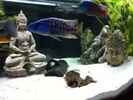 aquarium-von-jennifer-clee-becken-9198_
