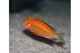 Tropheus `Firecracker`