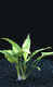 5 + 1 Angebot ! ! nur solange Vorrat reicht !!Cryptocoryne pontederiifolia