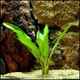 5 + 1 Angebot ! ! nur solange Vorrat reicht !!Cryptocoryne ciliata