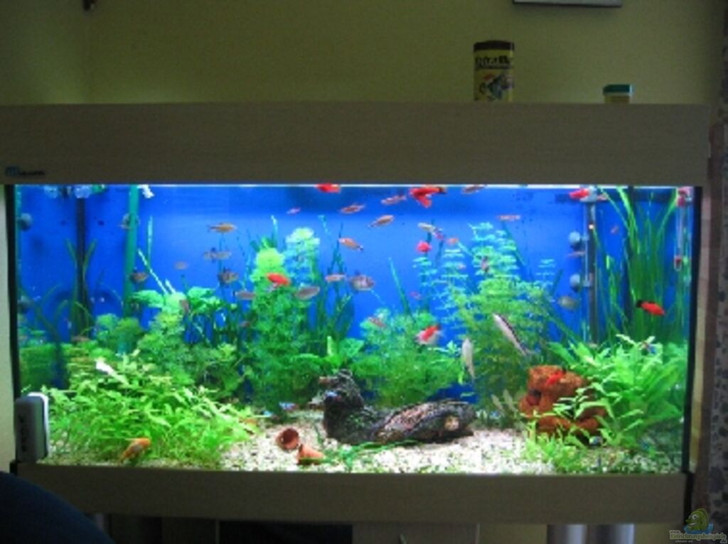 Aquarien als Hobby für Individualisten